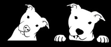 Two Pitbulls Peeking - 6" White Decals Laptop Car Truck Window Mirrors