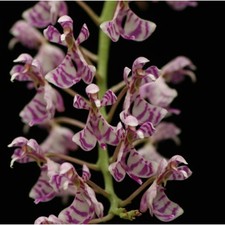 Phalaenopsis zhejiangensis Rare collector orchid NBS