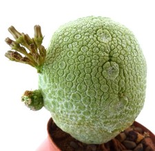 Pseudolithos migiurtinus SEEDS - Pseudolithos False stone
