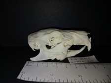 Genuine Domestic Guinea pig (Cavia porcellus) goth skull bone skeleton taxidermy
