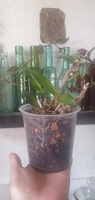 Dendrobium Berry Oda Orchid Four Established Keiki's