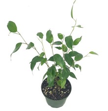 Ficus Benjamina House Plants, 4" Pot 8-12" Tall