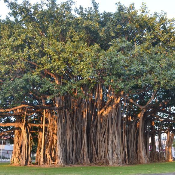 Ficus Benghalensis (Banyan Fig) – 200 Seeds – Grow Your Own Majestic Tree