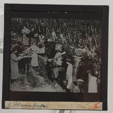 Photo Plate Circa 1920-1930 Glass Positive Glass Slide 8.5cm X 8.5cm Harvest