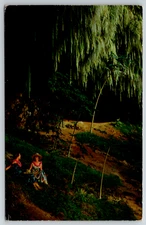 1951 Fern Grotto Kauai Hawaii Vintage Postcard Wailua River Scenic Trip