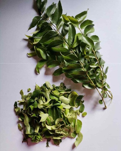 CURRYBLÄTTER frisch gepflückt 100% Bio & Natürlich 100g Heilt viele Krankheiten. - Bild 5 von 7