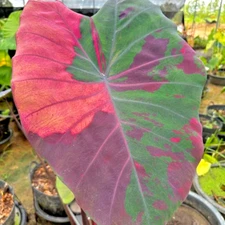 Colocasia Bulb Nubdaw New Hybrid Tuber (Includes All Import Duties And Taxes)