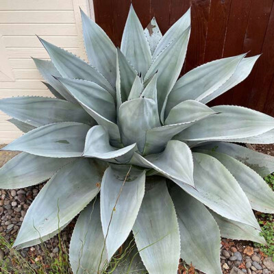 アガベ Agave ovatifolia 'Killer' 210 Agave ovatifolia - NO variegated | eBay