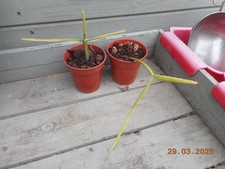 Rhipsalis micrantha f kirbergii 3"/7.5cm pot, experience needed