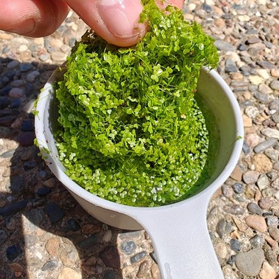 Buy 2 Get 1 Free LIVE Duckweed   Organic Aquarium Floating Plant - 4oz
