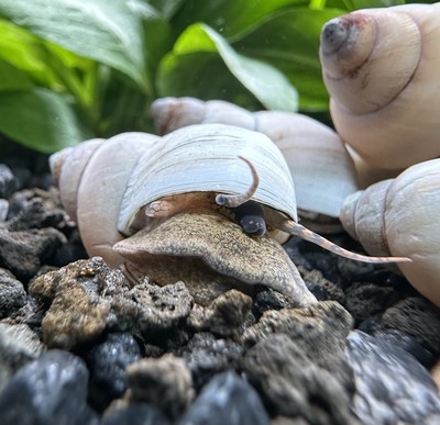 2 White Wizard Trapdoor Snails (Filapaludina sp) - Live Freshwater Snail Plants