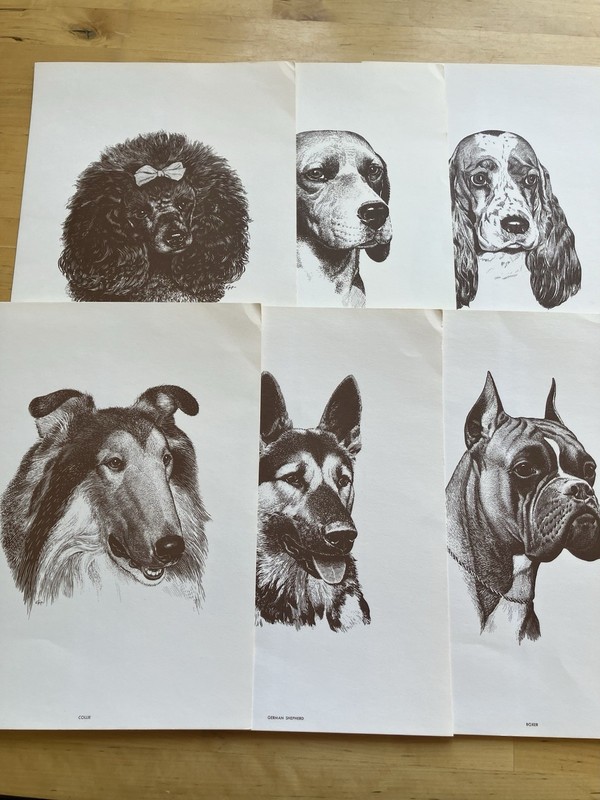 Vintage Popular Dog Portraits From Purina Dog Chow And Seargeant’s Dog Care Book