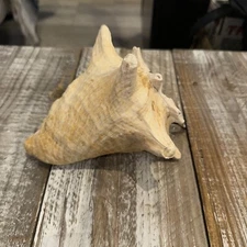 Large Natural Conch Shell, Frog Seashell Sea Shell Decor