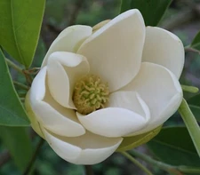 Sweetbay Magnolia (Magnolia virginiana Southern), 10 seeds