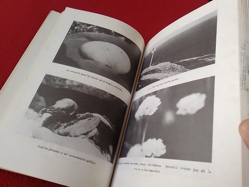 LIBRO 1978 JOSÉ CURT MARTÍNEZ GALICIA VIVA LA FAUNA GALLEGA Y ALGO MÁS..LOBOS... - Imagen 7 de 8