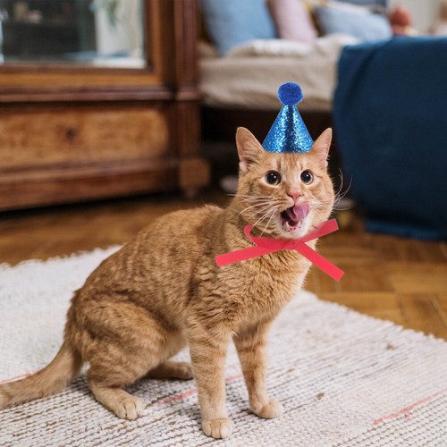 8Pcs cat birthday party hat birthday hats for dogs Cone Hats Birthday Party Hats - Picture 4 of 12