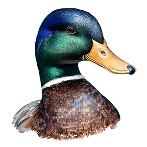 Duck Mallard Bird Self Adhesive Vinyl Sticker
