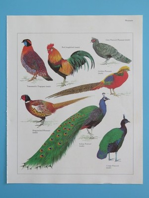 Original 1984 Color Bird Print Peacock Pheasant/Peafowl/Red Junglefowl/Tragopan+