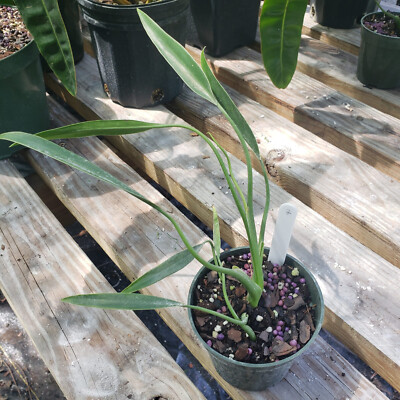 PHILODENDRON SUCRE'S SLIM *Rare* Cool Thin Wispy Leaves VERY UNUSUAL See  Last 4 | eBay
