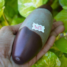 Única Piedra Sagrada Pulida Shiva Lingam Piedra Río Narmada ~1013