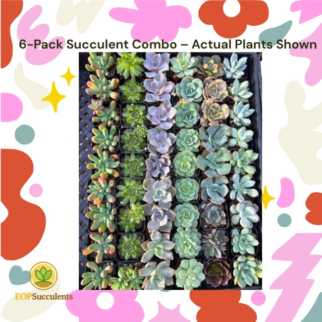 Halloween Succulent Gift Set-6 Live Succulent Plants 🎃 Solar LED Pumpkin Light - Image 2 of 4