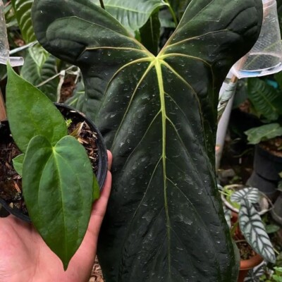 Anthurium Fort Sherman rare anthurium tropical house plant
