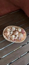 Basket of Florida Sea Shells