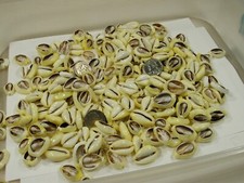 4 Pounds 700 PCS Cut Cowrie Shells Wholesale Bulk Lot No Holes  UDP-70T 