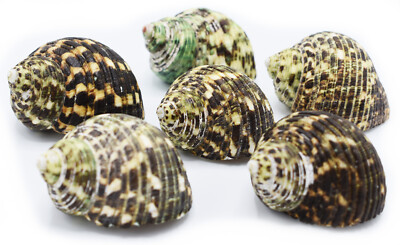 6 Large Turbo Changing Shells Size 2-2 1/2'' (opening 1'' to 1 1/4'') Natural