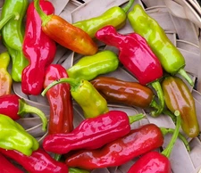 Sweet Golden Greek Pepperoncini Pepper Seeds - 60 Seeds  Heirloom NonGMO Organic