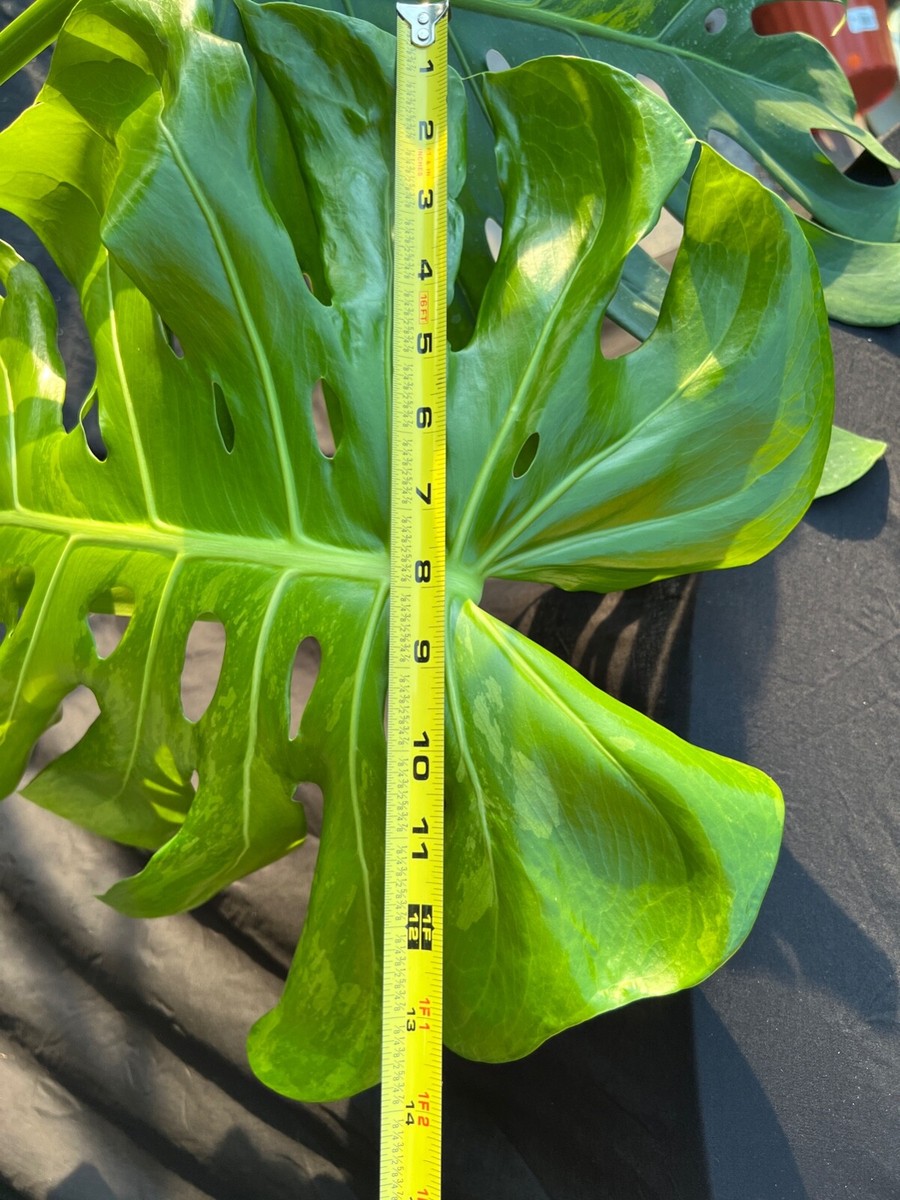 HUGE 10-leaf VARIEGATED Monstera AUREA Golden mint Variegation Green on  Green | eBay