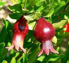Punica granatum Nana  Dwarf Pomegranate  10 Seeds