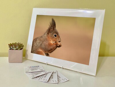 Kunstdruck Bild Bild Foto Fotografie - Rotes Eichhörnchen | Natur | Tierwelt