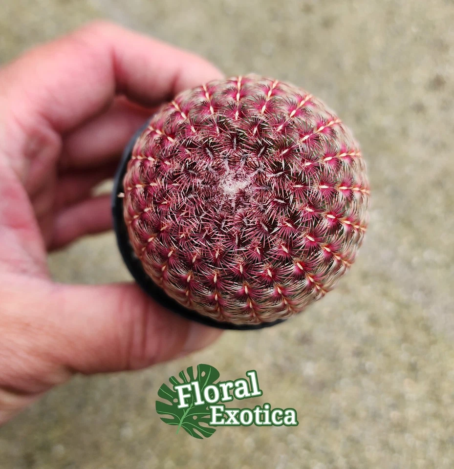 Rainbow Hedgehog Cactus -  Echinocereus Rigidissimus RubrispinusStarter Plant - Image 2 of 4