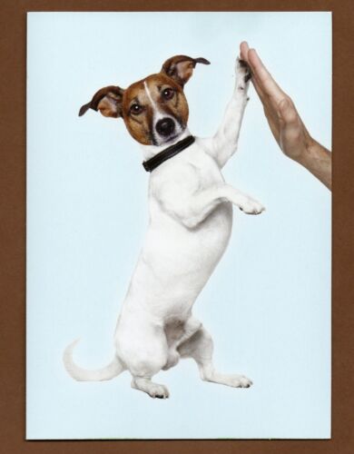Dog Congrats Greeting Card, High Five, Graduation Retirement 7" x 5"