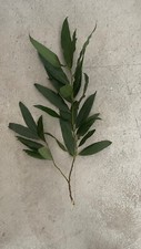 100 Fresh picked leaves, Laurus Nobilis Laurel, Organic Bay Leaves,free Shipping