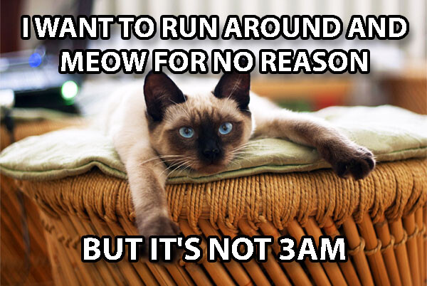 Funny Cat Meme Metal Sign 12x8 Night Meow Run Around Meow Crazy