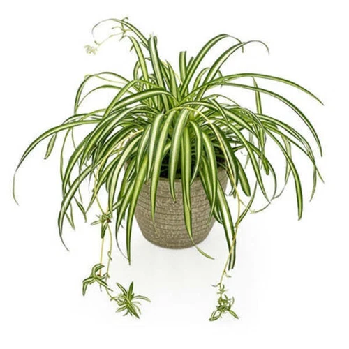 Spider Plant Live Indoor Plant – 10" Height in a 4" Pot – Easy to Grow