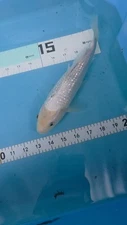 10in Ginrin Kawari Japanese Koi Live Imported KoiGazer