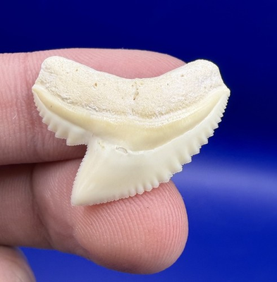 #ad Quality White Serrated Modern 1.02” Tiger Shark Tooth $30.00