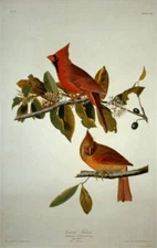 8" x 10" Photo Cardinal Grosbeak,John J Audubon