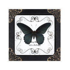 Agaoece Butterfly Framed Decoration Handmade Taxidermy Butterfly Shadow