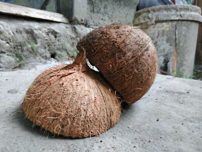 Ceylon Natural Coconut Shell Eco Bowl 100% Organic Handmade Halves Decoration