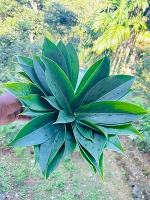 Insulin Plant Leaves (Costus igneus)   Fresh Herbal Leaves   Natural Ayurvedic