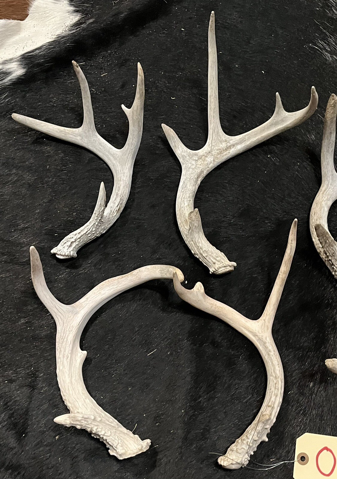 Lot of 9 Whitetail Deer Antlers Chewed 5+Lbs Sheds Art Rustic Decor