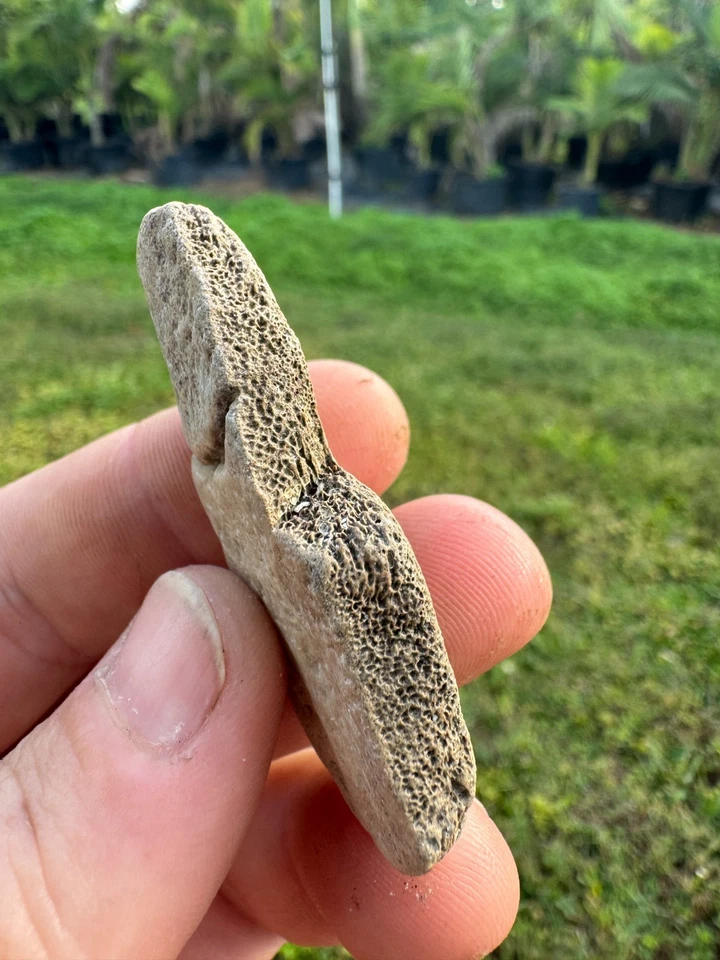 RARE SLIDER TRACHEMYS NEURAL SCUTES ICE AGE REPTILE TURTLE SHELL FOSSIL FUSED - Image 2 of 4