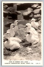 Northern Gannets With Chicks Bonaventure Island Percé Quebec RPPC