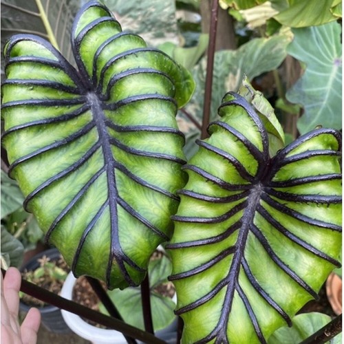 Colocasia Máscara de Faraón Especie Esculenta Nuevo HB Oreja de Elefante Gratis Phyto Cert. - Imagen 3 de 11