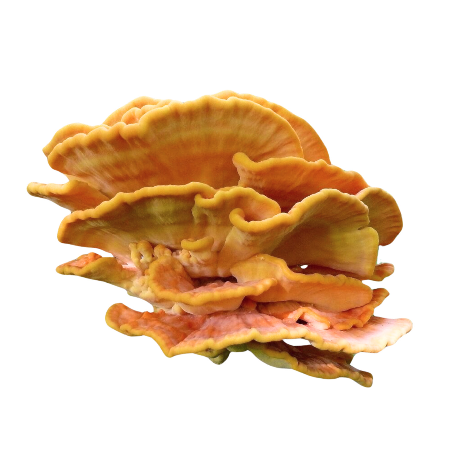 Cultivo líquido de pollo de los bosques Laetiporus cultivar con instrucciones