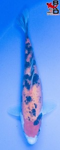 11" SANKE Live Koi Fish Garden Pond BKD 5/30